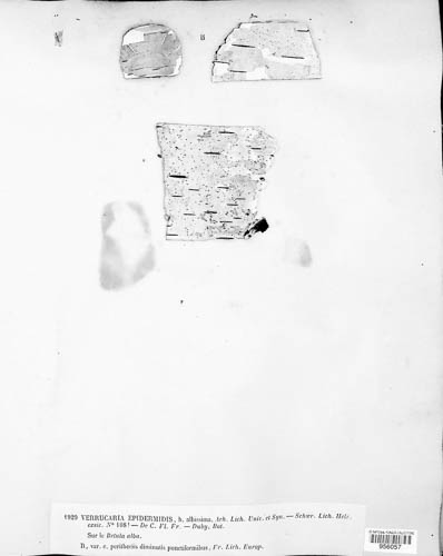 Arthopyrenia punctiformis image